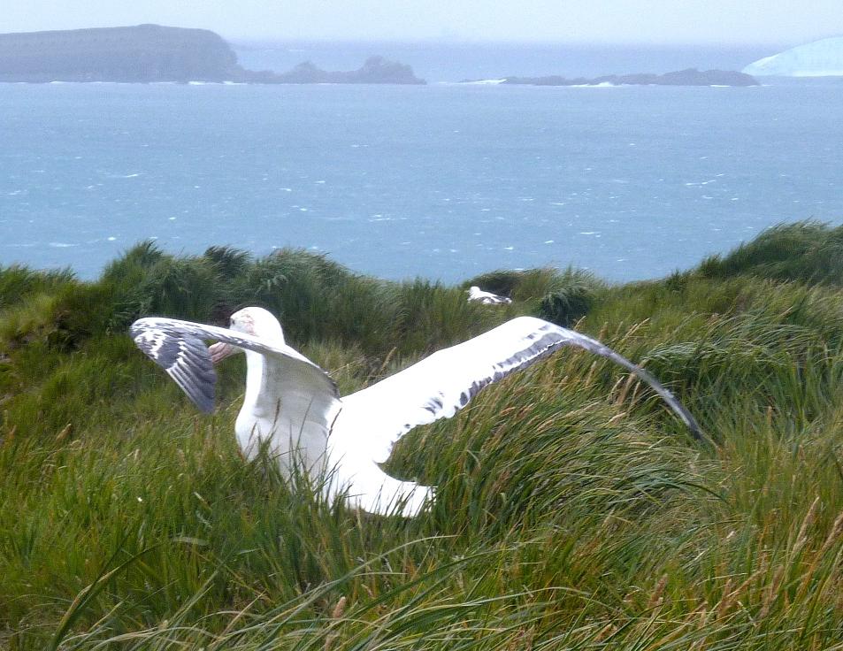 rohrmann-AA-Albatross-Landing-Xyz1