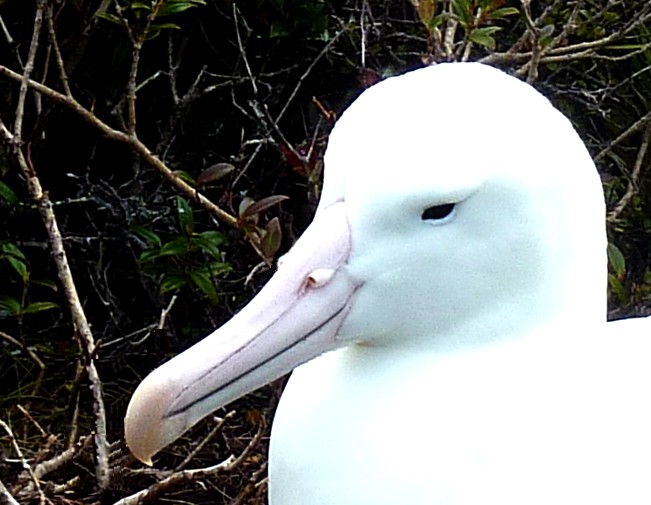 rohrmann-AAA-Albatross-3-MacquarieIsland--323