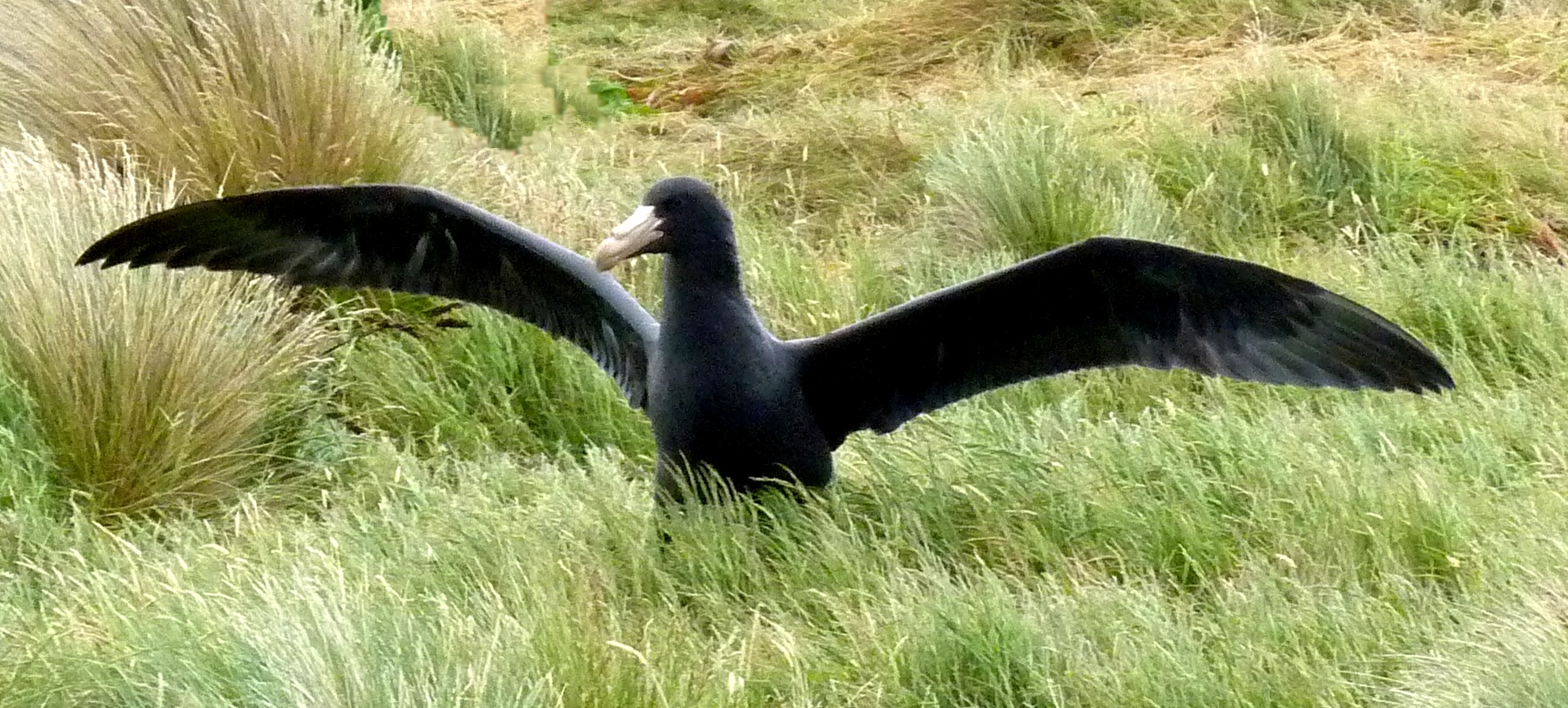 rohrmann-AAA-CampbellIsland-BlackAlbatross-4--478