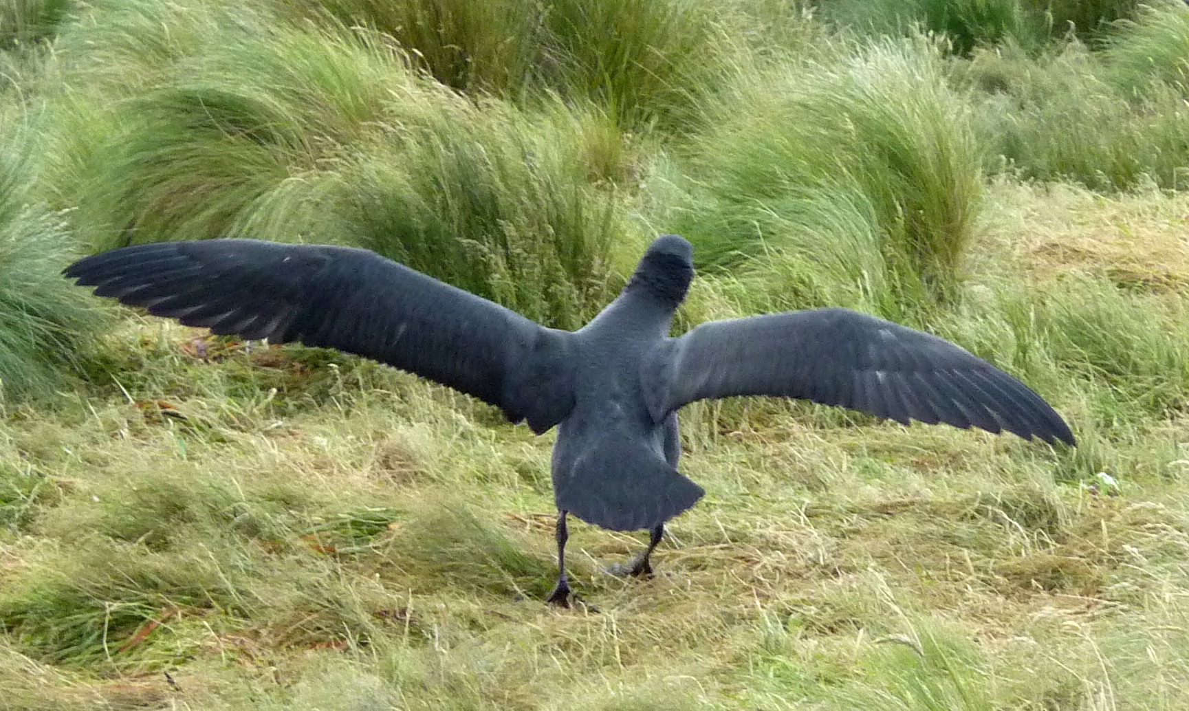 rohrmann-AAA-CampbellIsland-BlackAlbatross-5