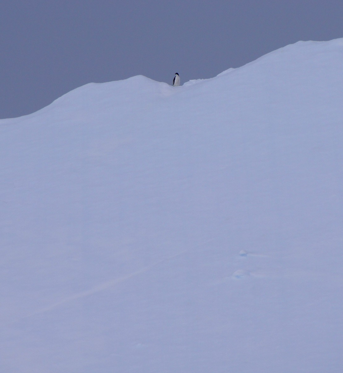 rohrmann-Iceberg-08-ViewOfPenguinOnTop--1686!