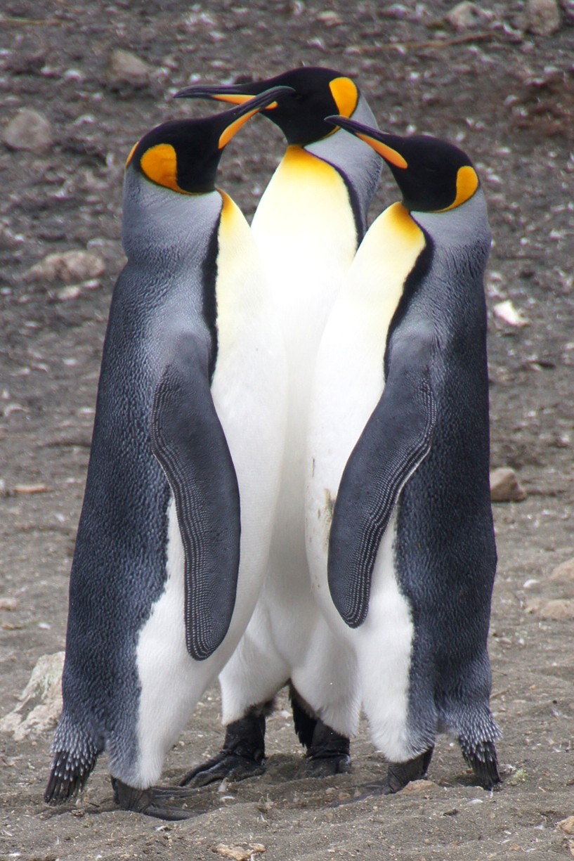 Antarctica-Penguins