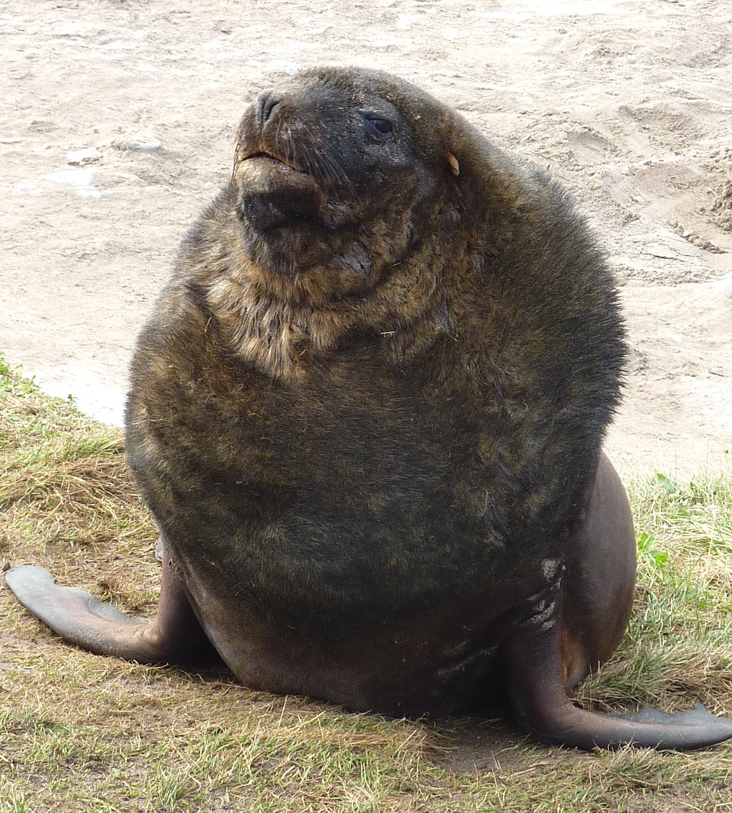 rohrmann-AAA-Seals-B02-MacquarieIsland--318-!