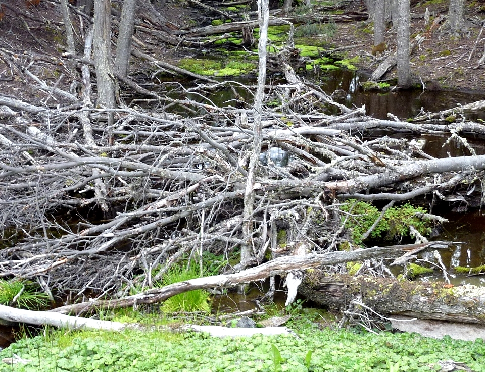 Terra Del Fuego branches