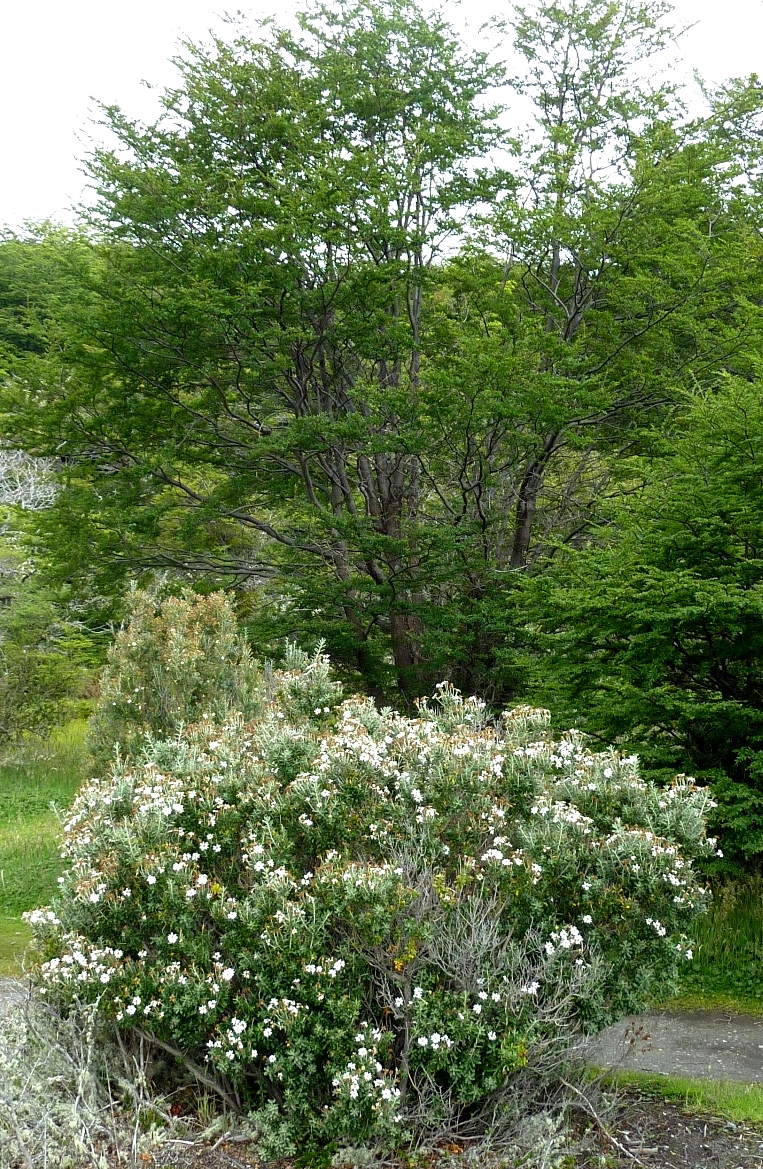 Terra Del Fuego Flower