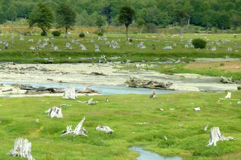 Tree Harvesting Area