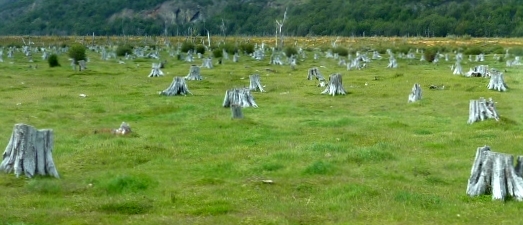 Tree Harvesting Area