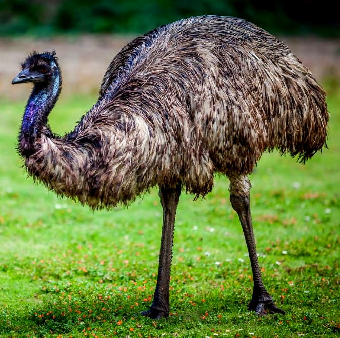 Emu