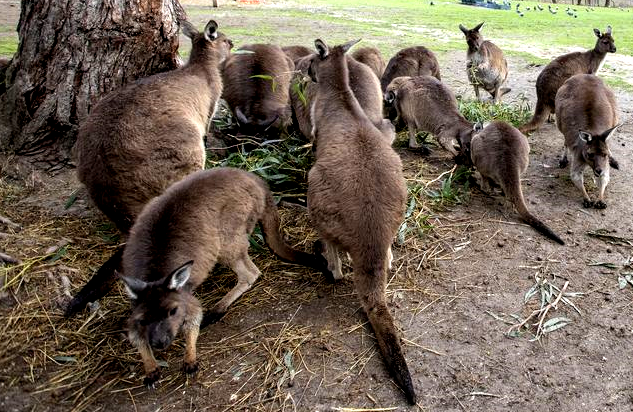 Kangaroos