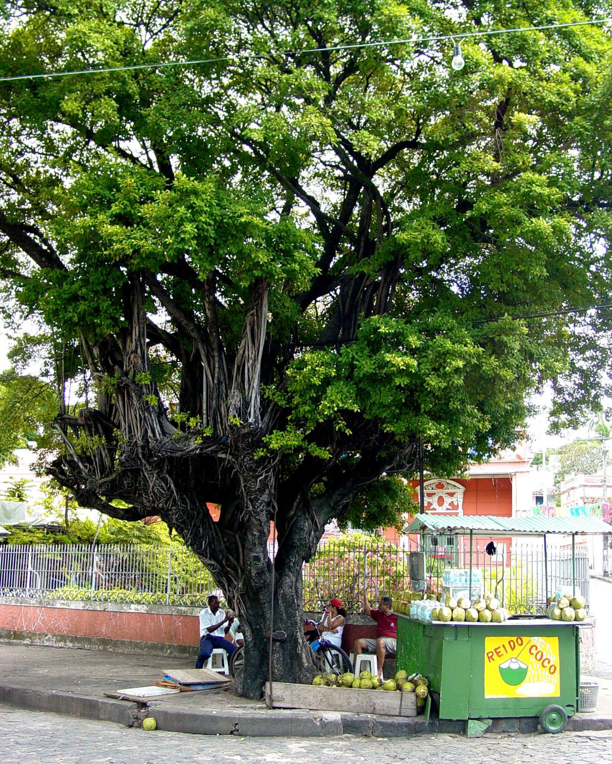 Tree and coconuts