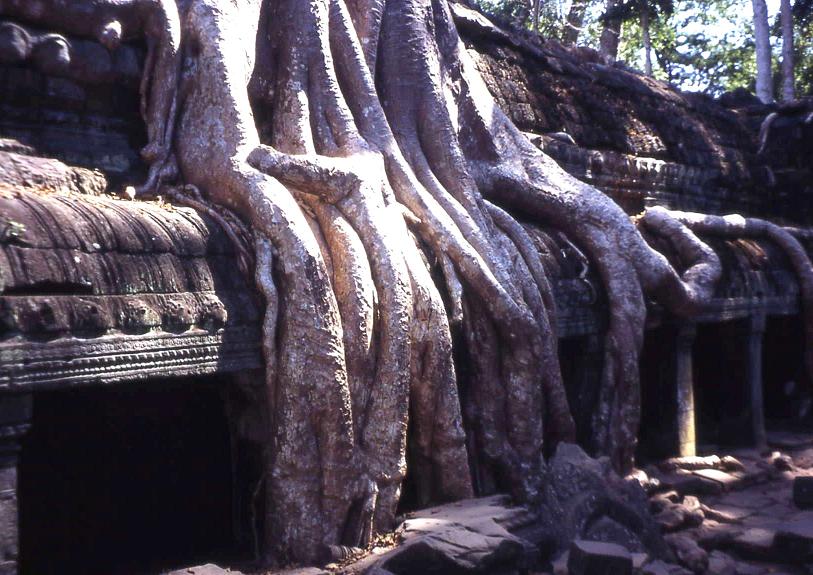 huge tree over wall