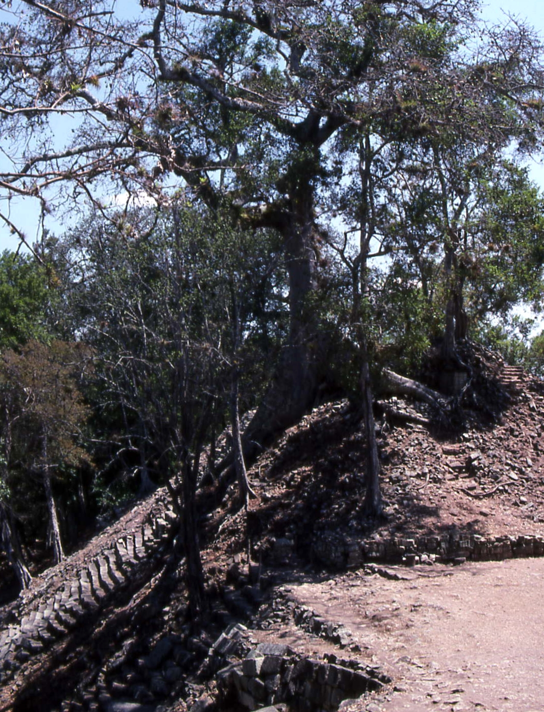 Ruins under trees