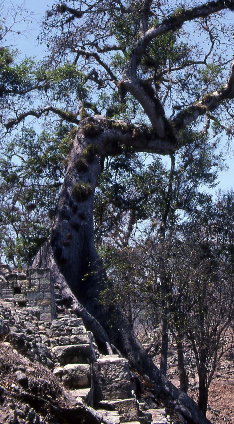 Ruins under trees