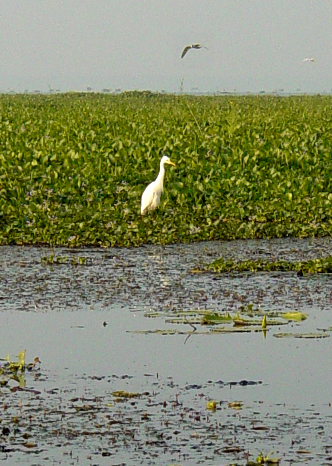 Bird in shrubs