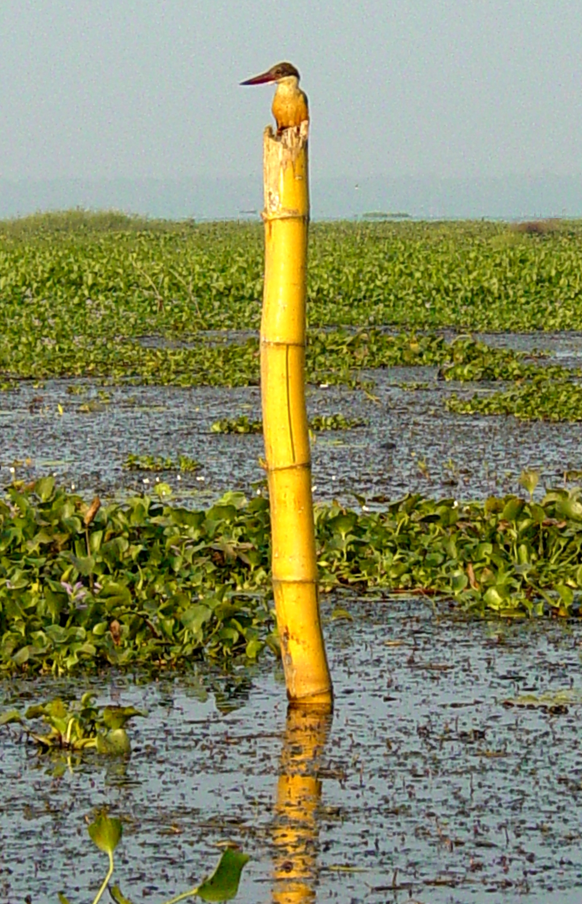 Bird on pole