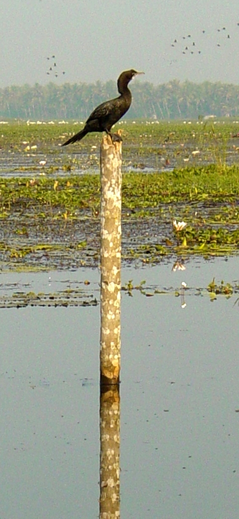 Bird on pole