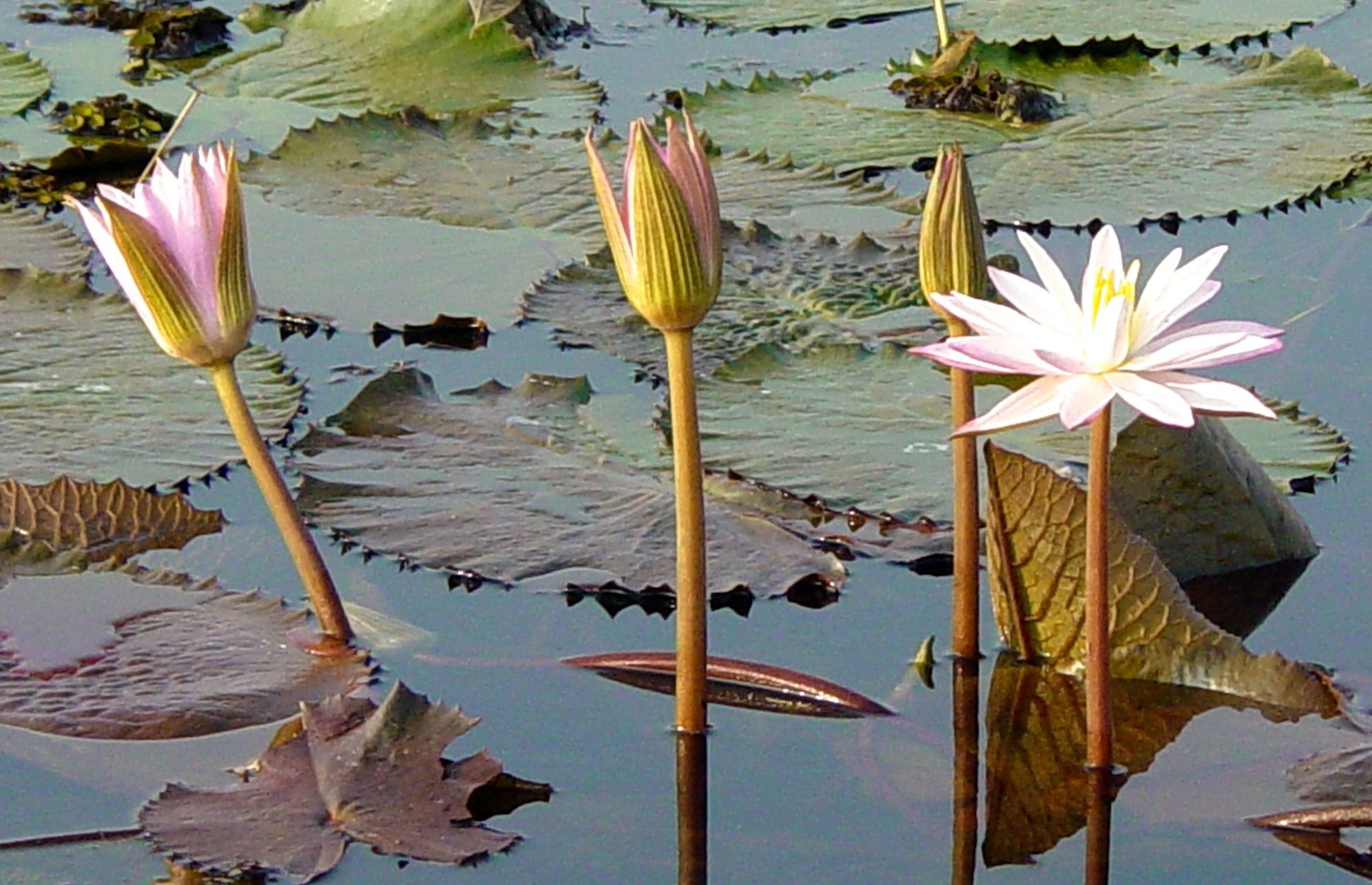 Floating flowers