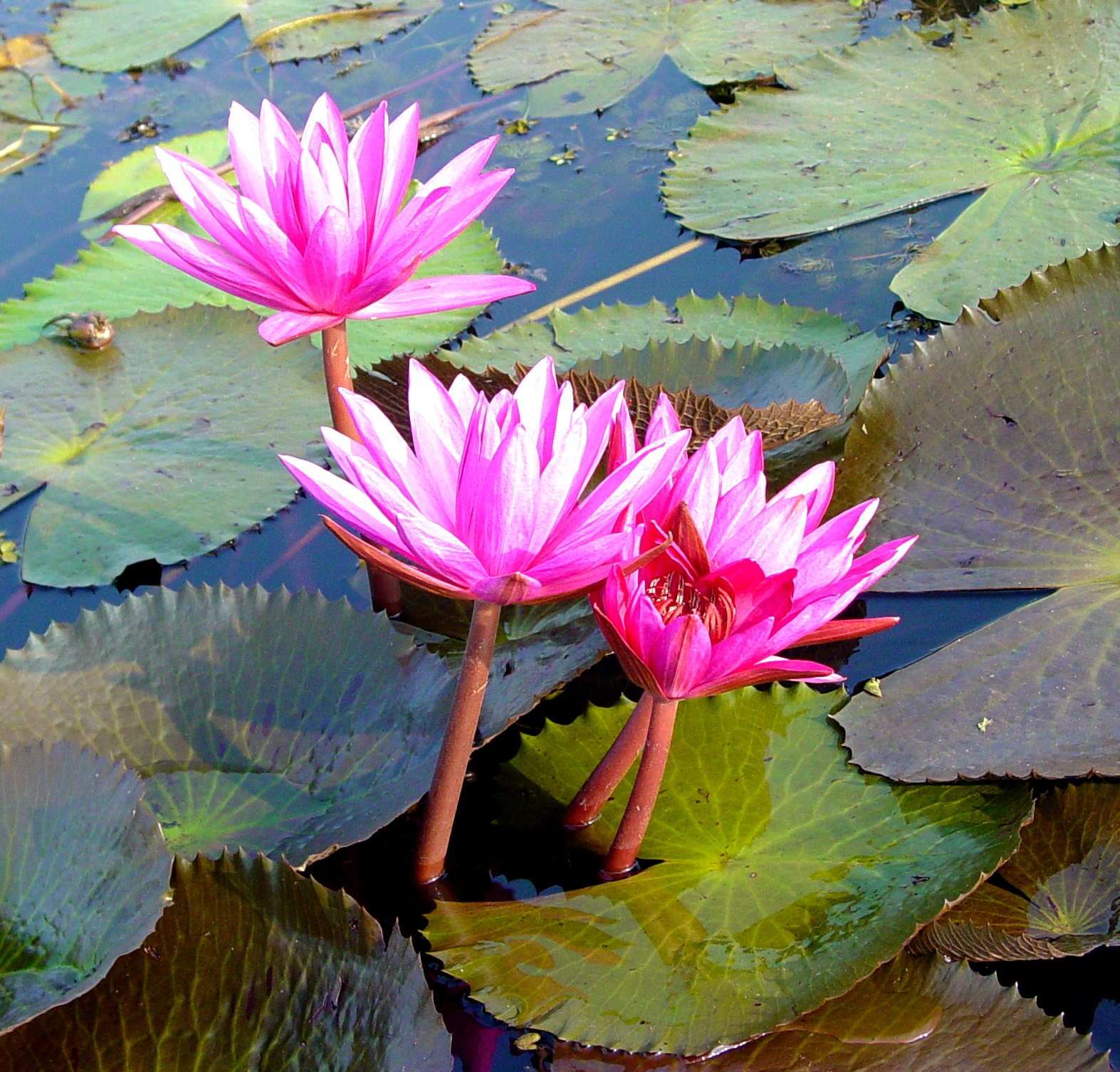 Pink flowers