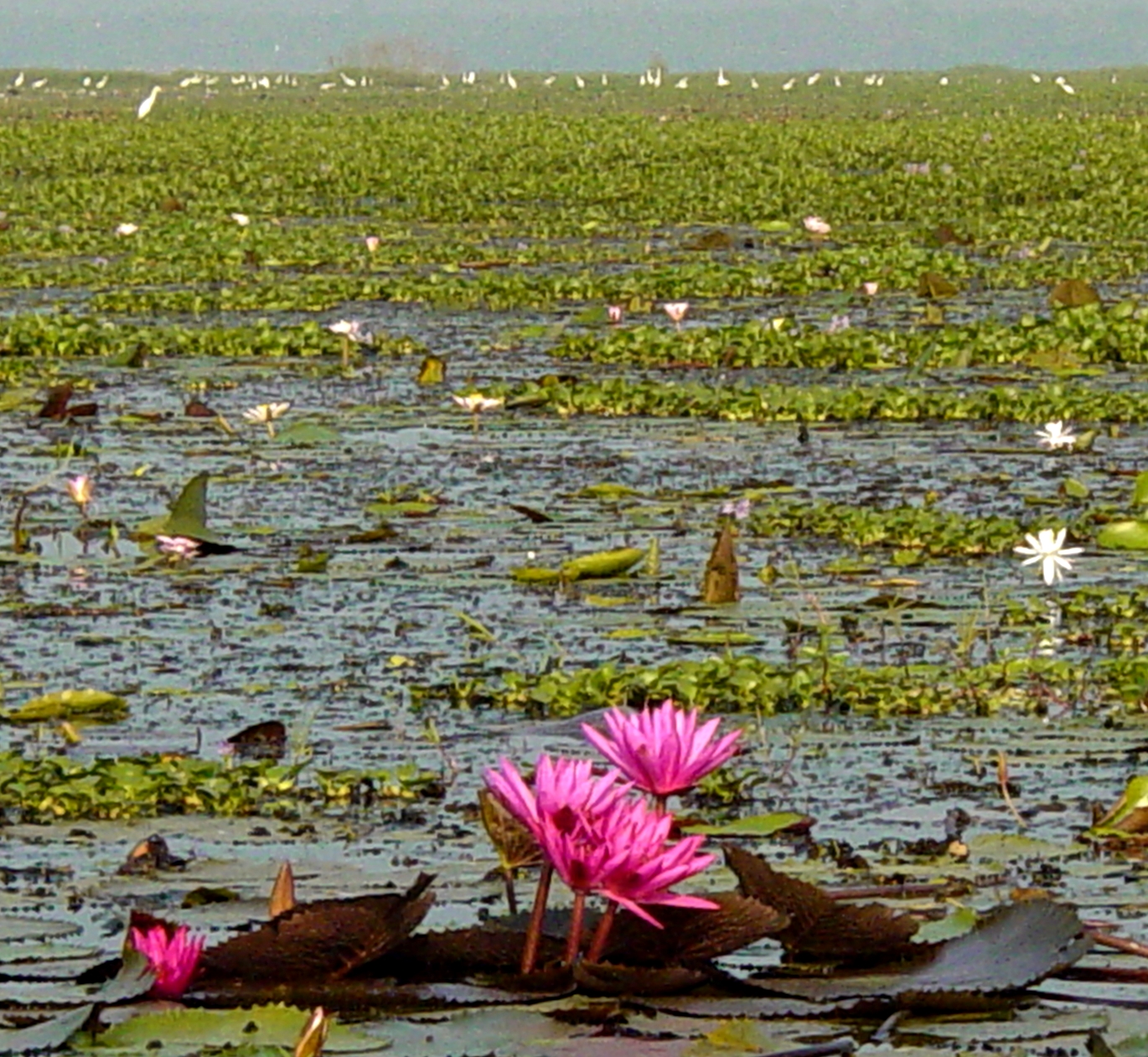 Flowers and birds