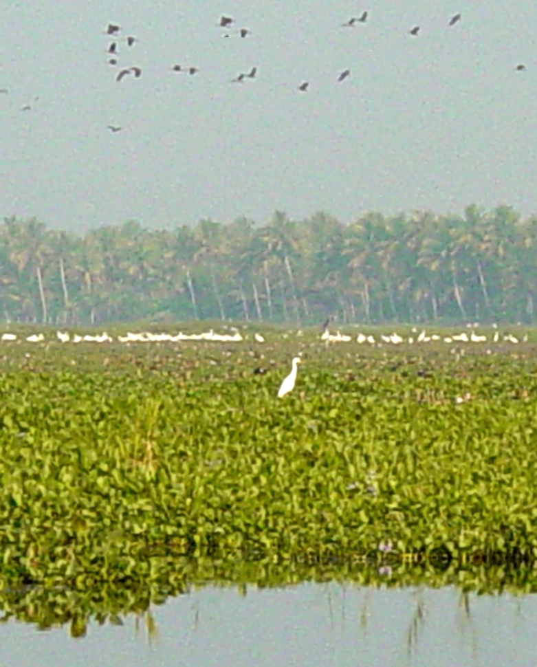 Bird sanctuary - lots of birds