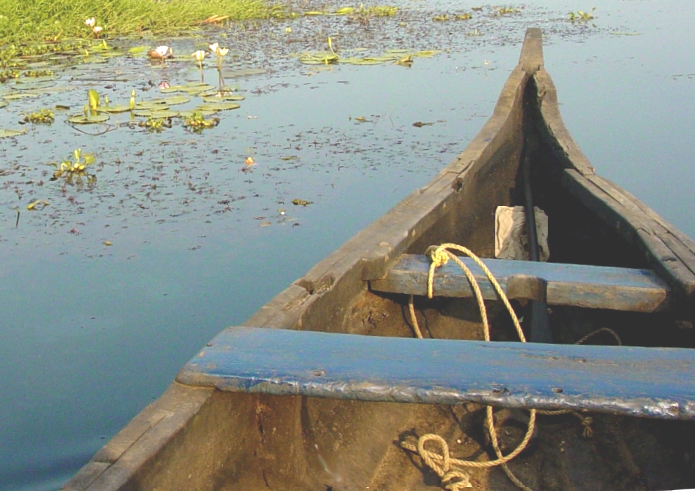 Bird sanctuary view from boat