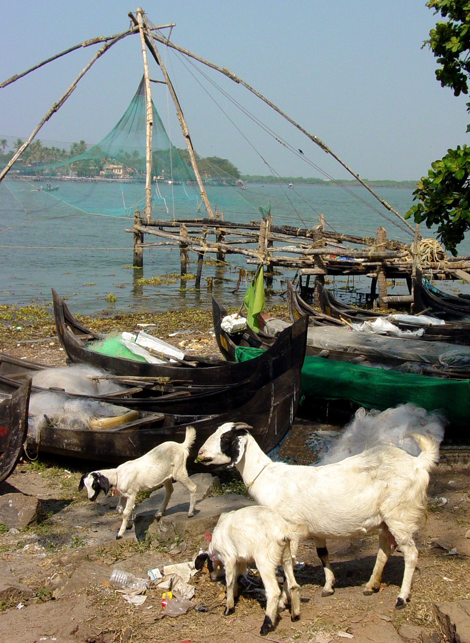 Chinese fishnet and goats