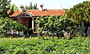 Vegetable farming