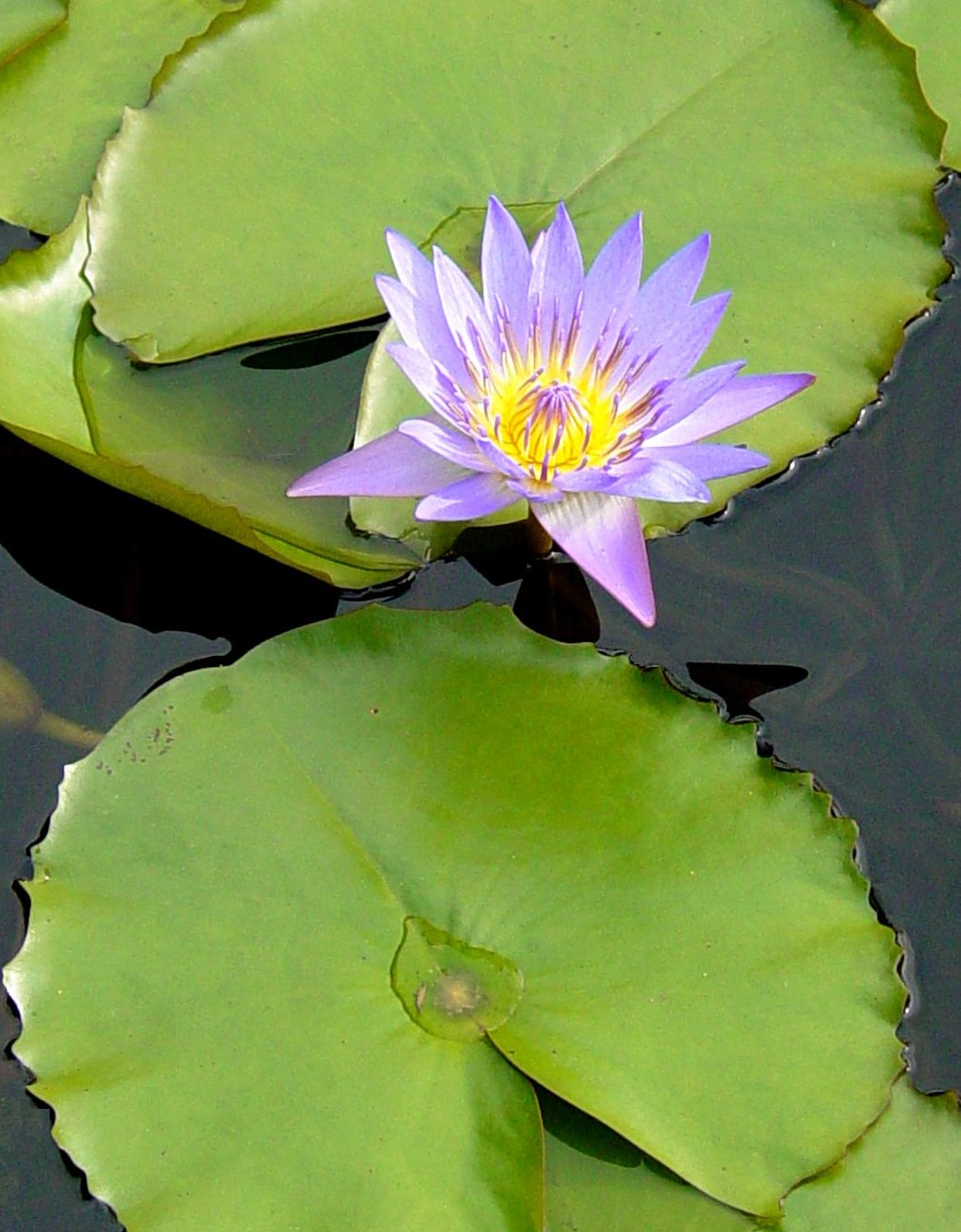 Water lillies