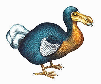 dodo