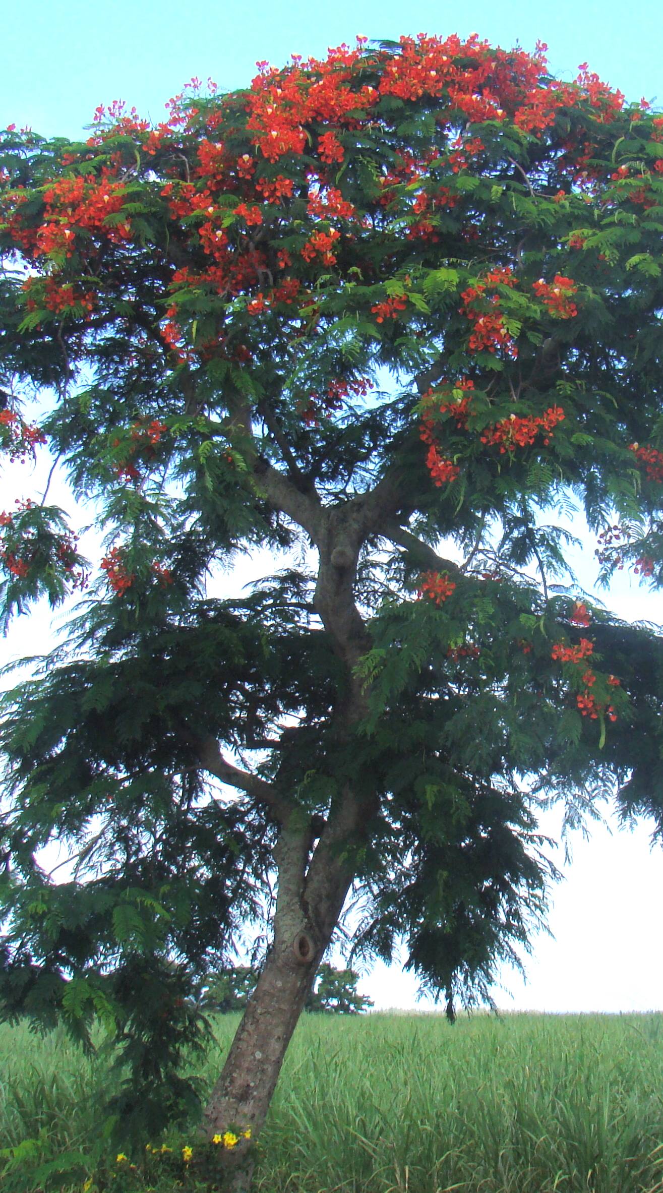 tree with red flowers