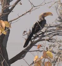 bird in tree