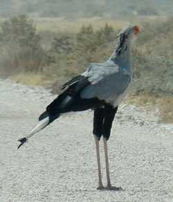 large bird crossing road