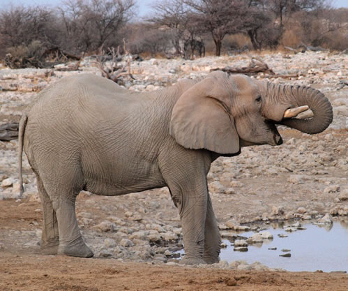 Elephant at water hole