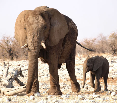 elephant with kid