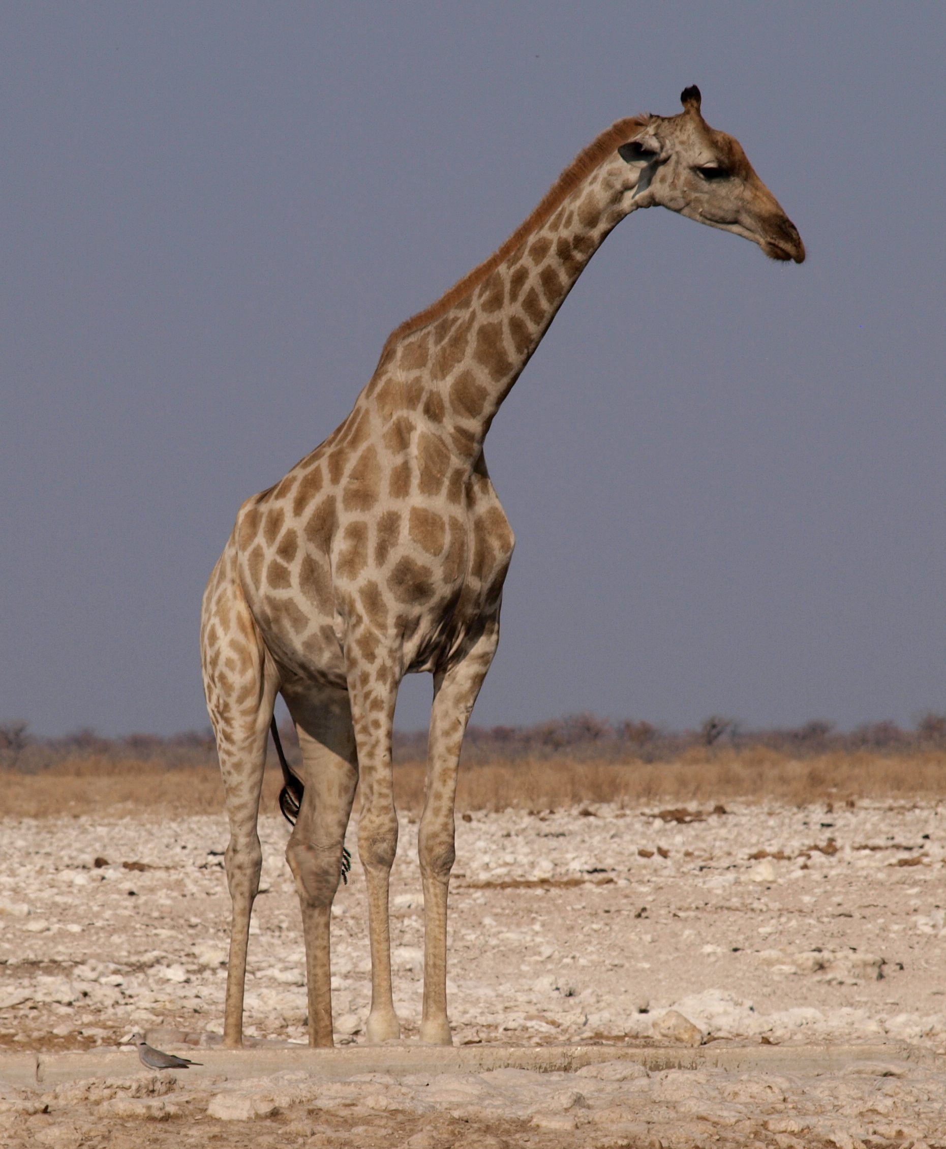 Giraffe