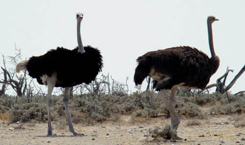 ostriches