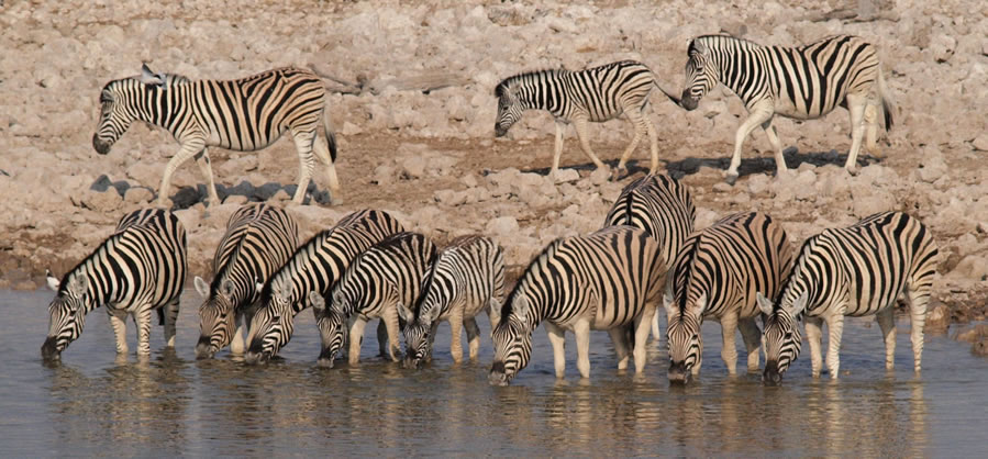 Zebras at waterhole