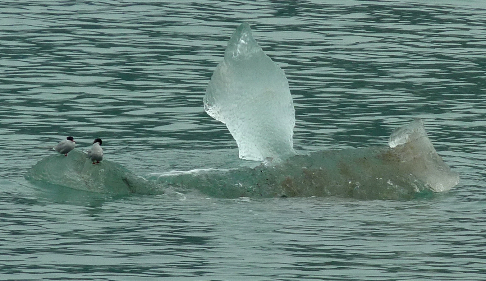 Iceberg with two birds
