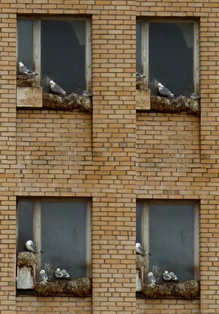 Brick wall windows birds