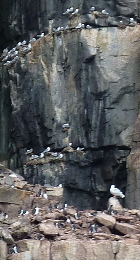 Vertical rocks and birds