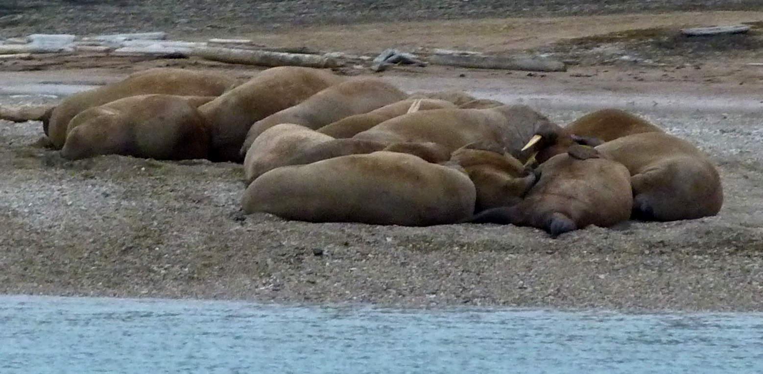 Walrus colony