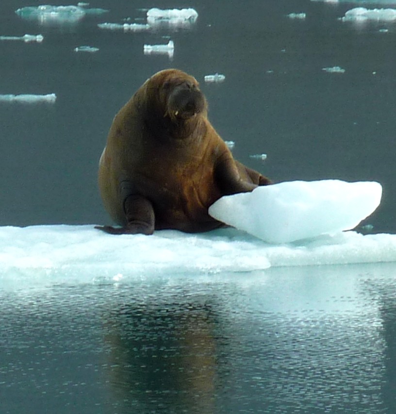 Walrus on iceberg