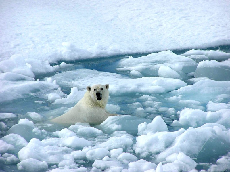 Polarbear in ice sea
