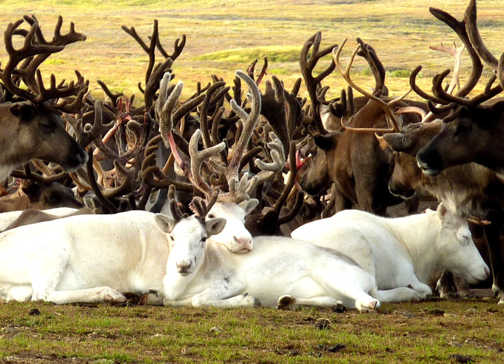 RussiaChukotka-Yanrakinot-Rendeerherd-Pic2-30260