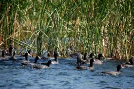 Delta birds