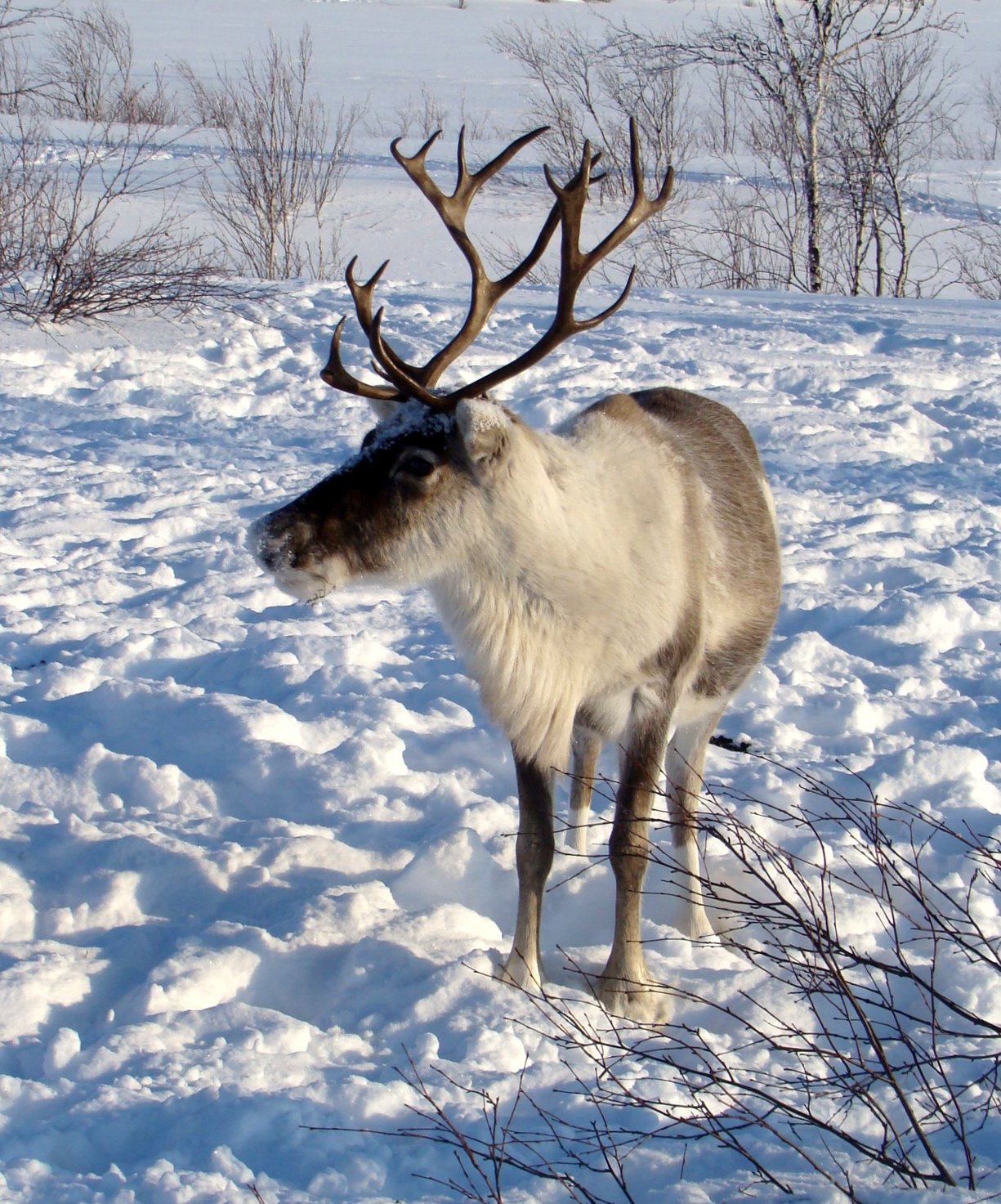 RussiaNenets-LargeRendeerInTheSnowyTundra--5027%25