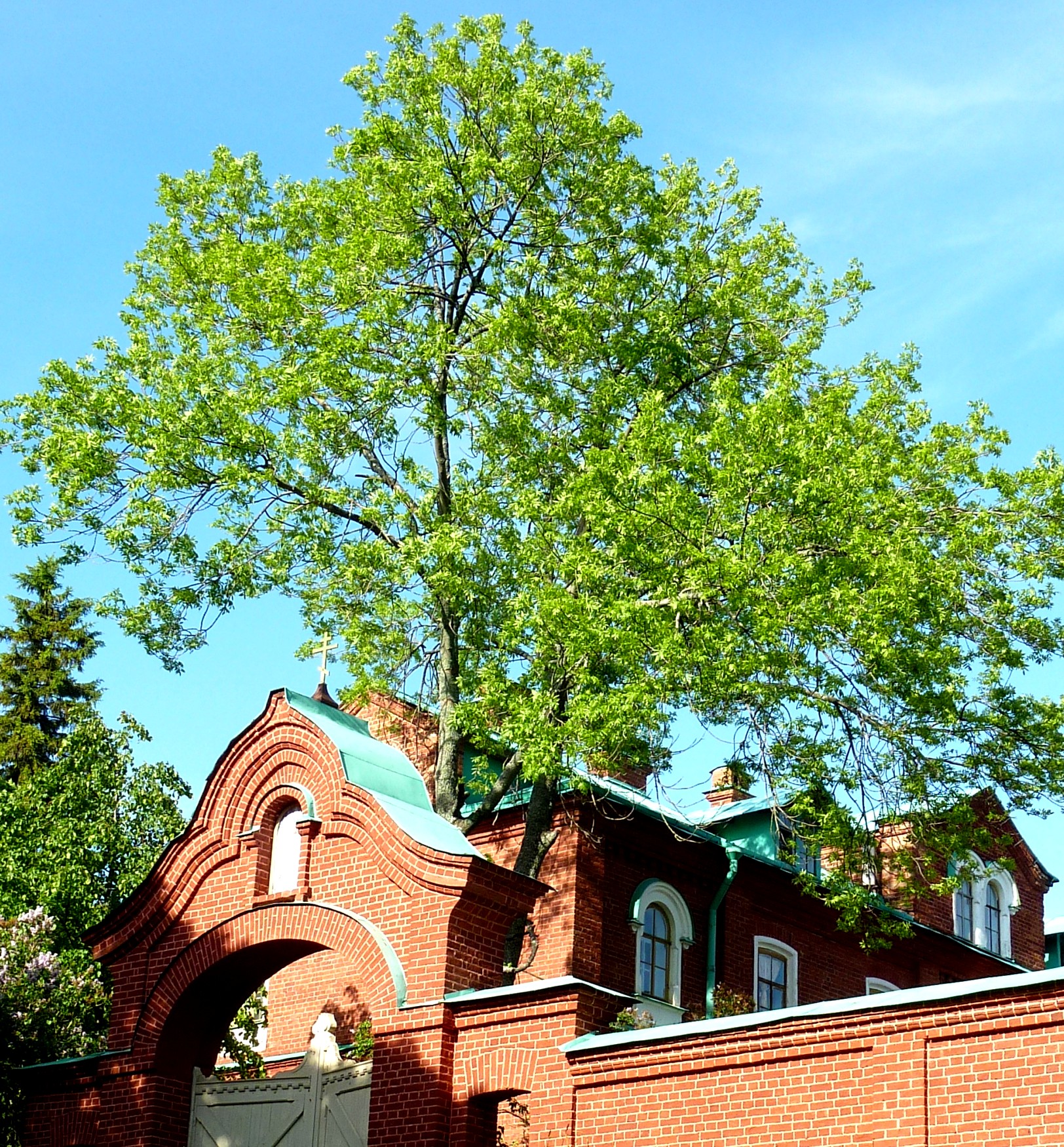 Medium church with big tree