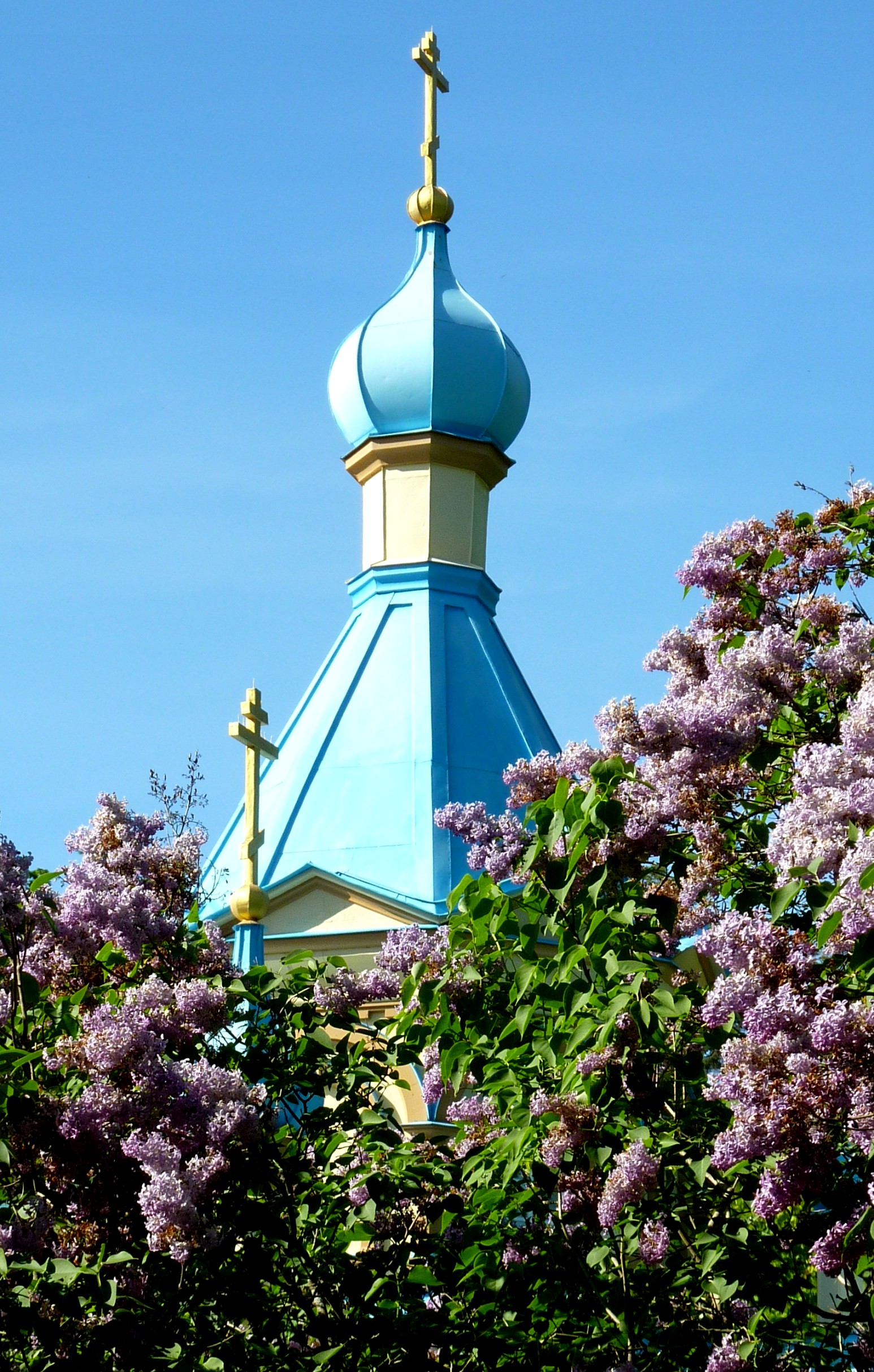 Tower and lilac tree with blossoms