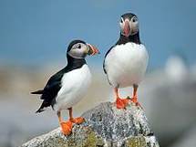 stk-puffins