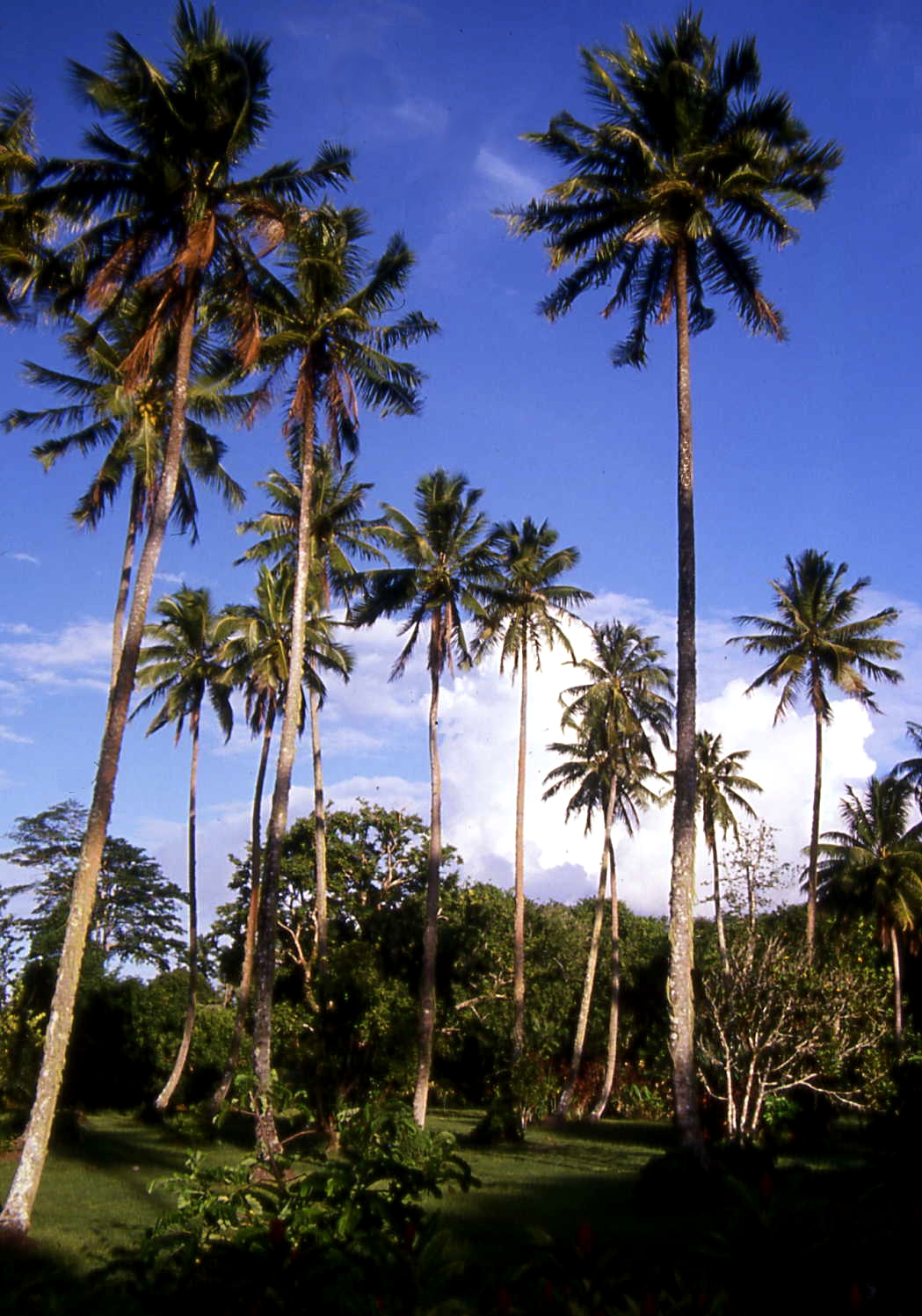 Tahiti palm trees